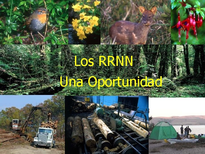 Los RRNN Una Oportunidad 