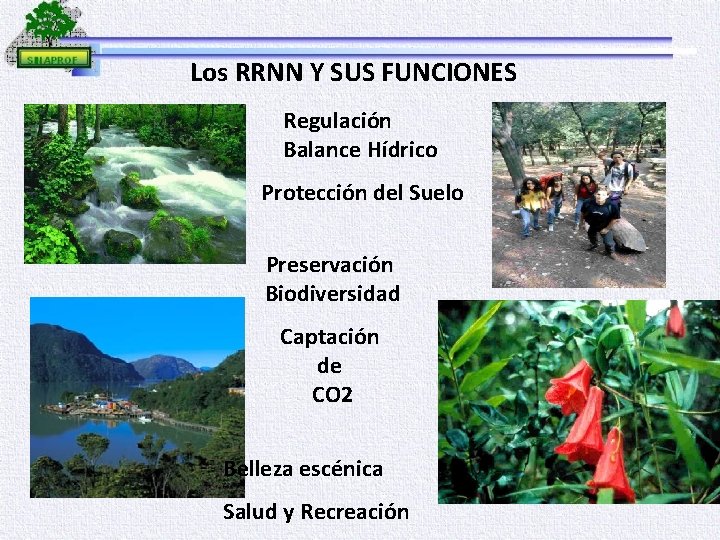 Los RRNN Y SUS FUNCIONES Regulación Balance Hídrico Protección del Suelo Preservación Biodiversidad Captación