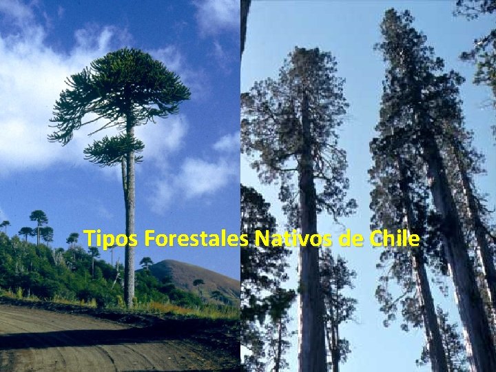 Tipos Forestales Nativos de Chile 