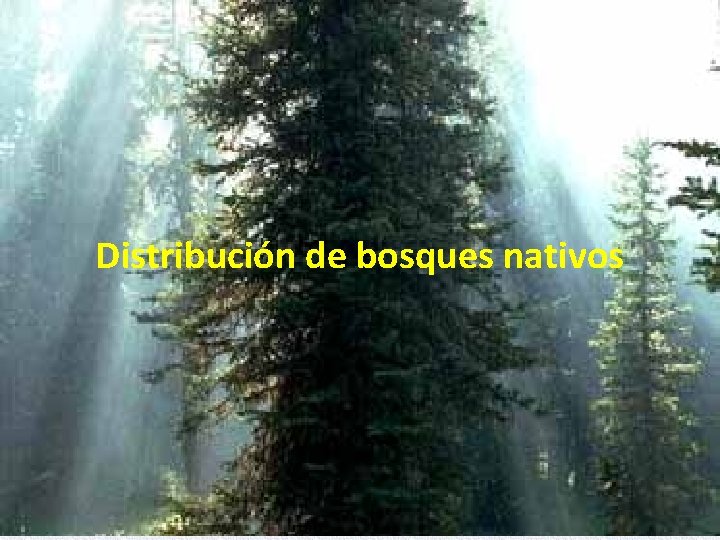 Distribución de bosques nativos 