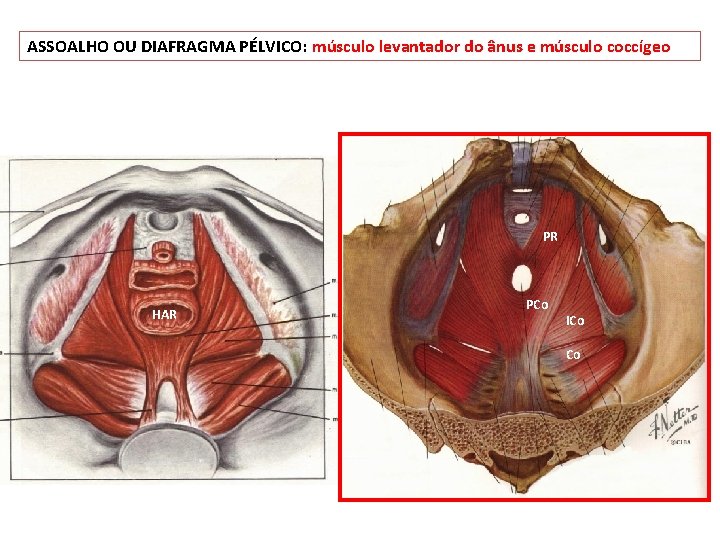 ASSOALHO OU DIAFRAGMA PÉLVICO: músculo levantador do ânus e músculo coccígeo PR HAR PCo