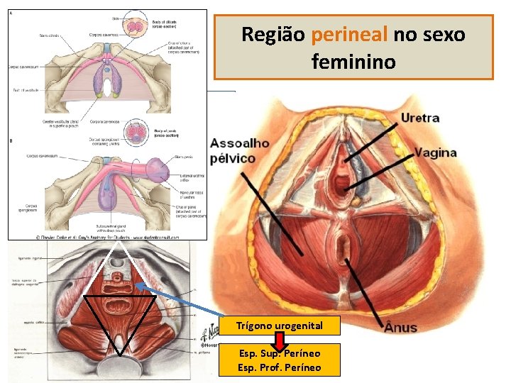 Região perineal no sexo feminino Trígono urogenital Esp. Sup. Períneo Esp. Prof. Períneo 