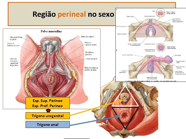 Região perineal no sexo masculino Esp. Sup. Períneo Esp. Prof. Períneo Trígono urogenital Trígono