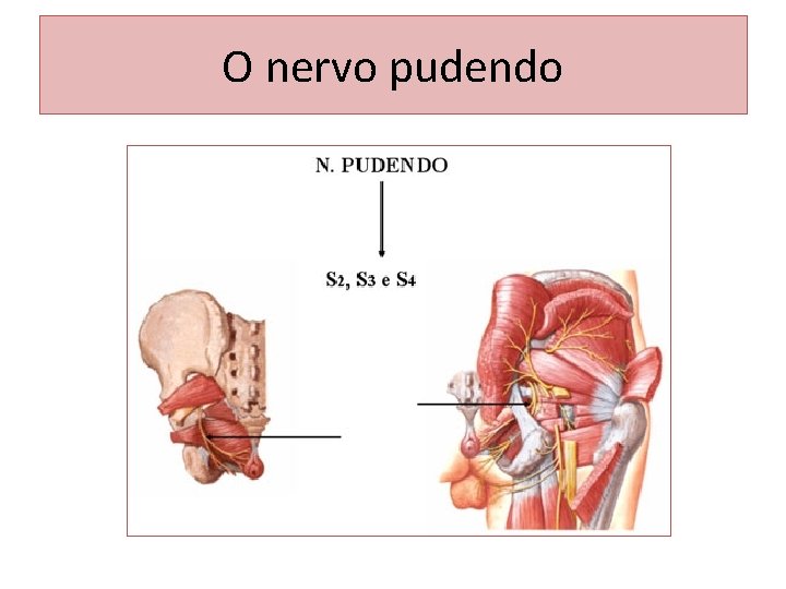 O nervo pudendo 