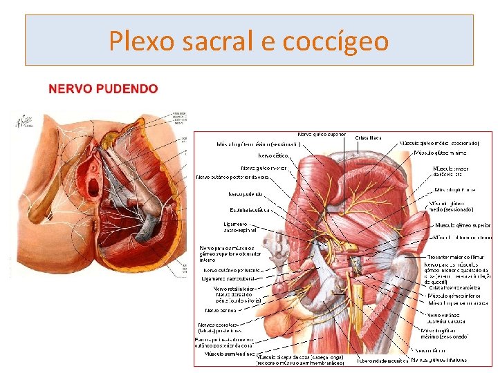 Plexo sacral e coccígeo 