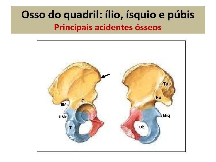 Osso do quadril: ílio, ísquio e púbis Principais acidentes ósseos Tu Fa C IIMa