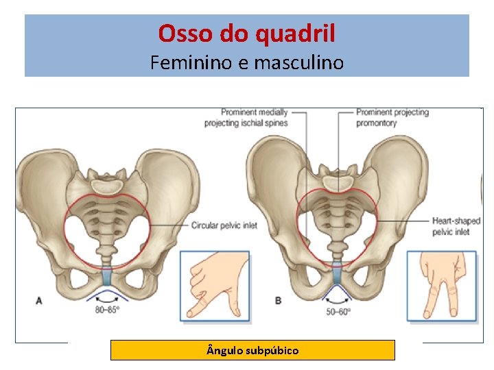 Osso do quadril Feminino e masculino ngulo subpúbico 