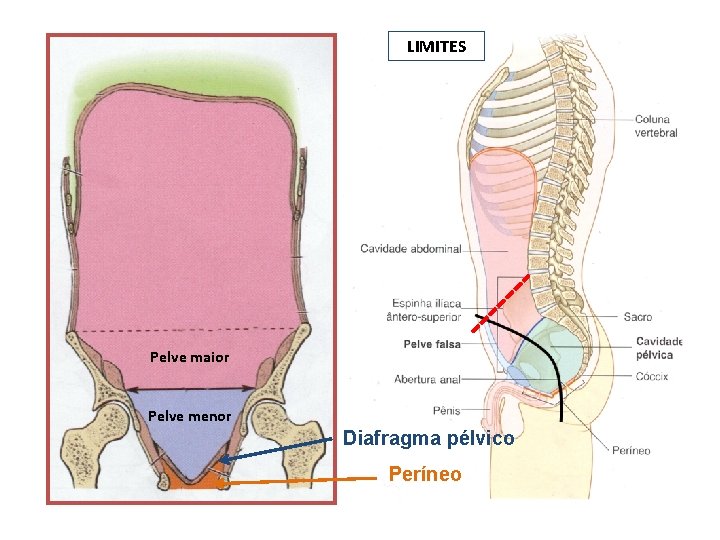 LIMITES Pelve maior Pelve menor Diafragma pélvico Períneo 