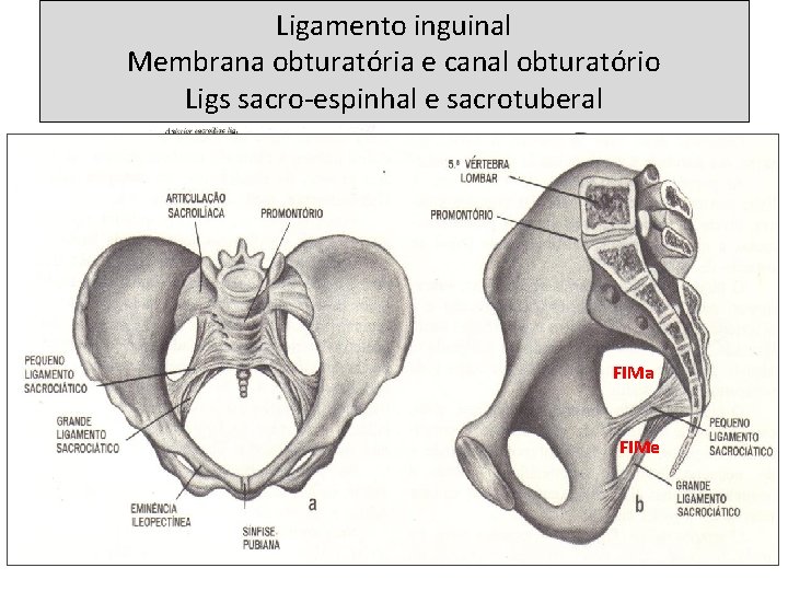 Ligamento inguinal Membrana obturatória e canal obturatório Ligs sacro-espinhal e sacrotuberal FIMa FIMe Lig.