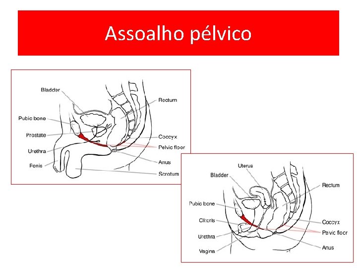 Assoalho pélvico 