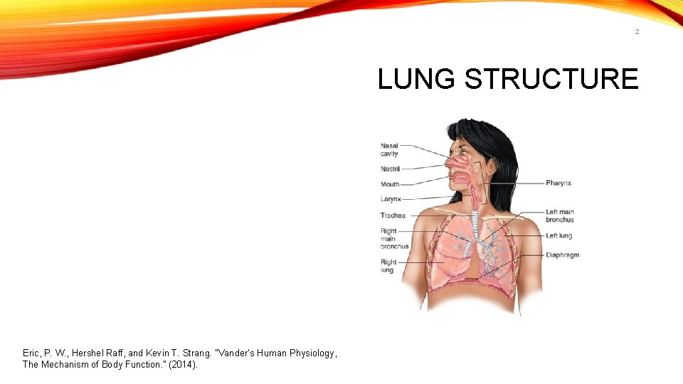 2 LUNG STRUCTURE Eric, P. W. , Hershel Raff, and Kevin T. Strang. "Vander’s