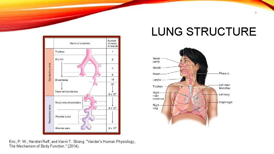 3 LUNG STRUCTURE Eric, P. W. , Hershel Raff, and Kevin T. Strang. "Vander’s