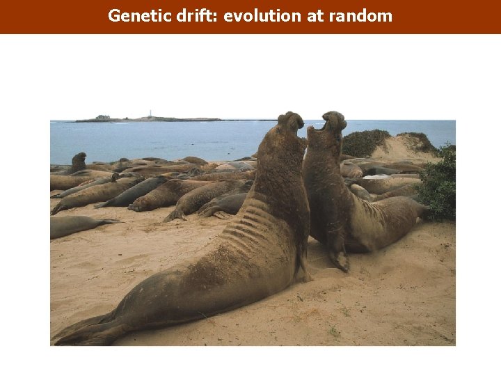 Genetic drift: evolution at random 