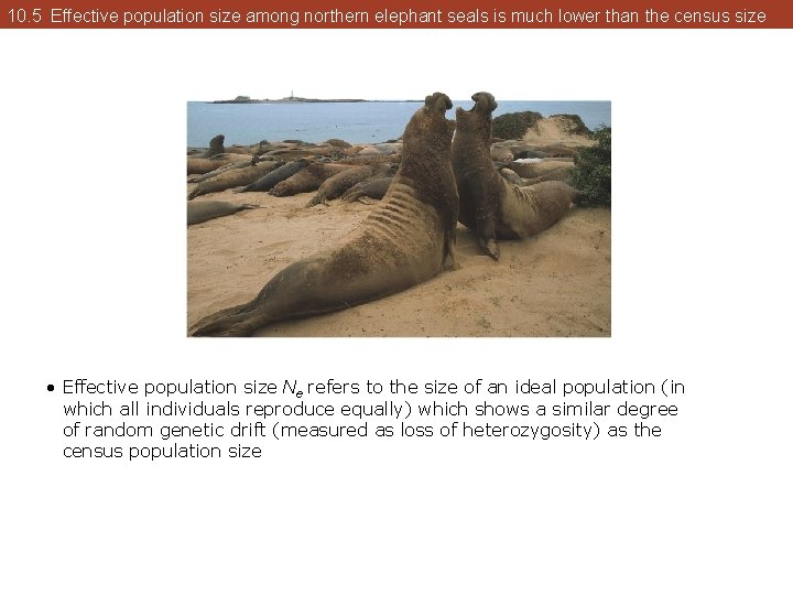 10. 5 Effective population size among northern elephant seals is much lower than the