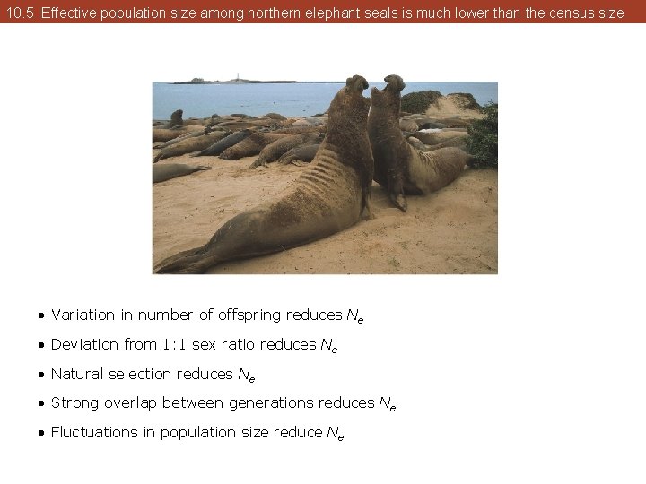 10. 5 Effective population size among northern elephant seals is much lower than the