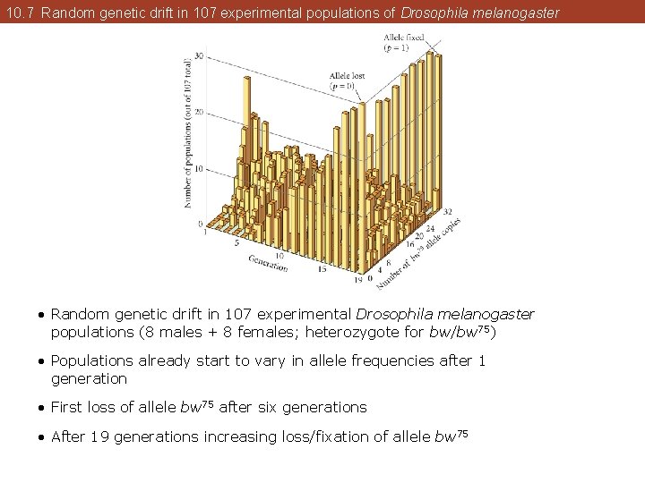 10. 7 Random genetic drift in 107 experimental populations of Drosophila melanogaster • Random