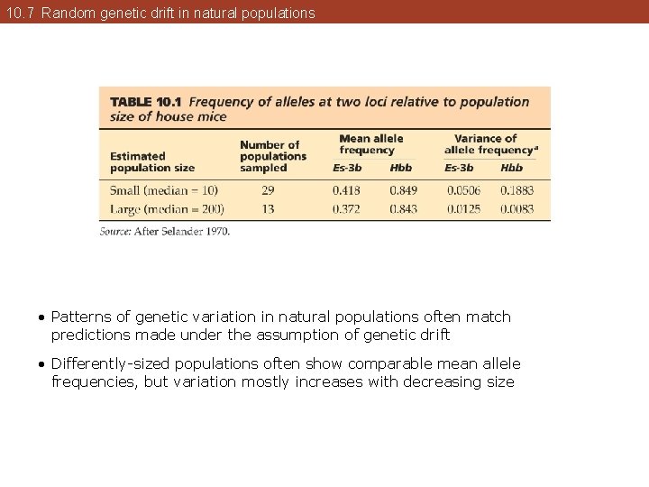 10. 7 Random genetic drift in natural populations • Patterns of genetic variation in