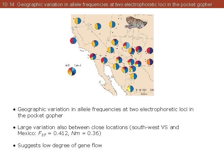 10. 14 Geographic variation in allele frequencies at two electrophoretic loci in the pocket