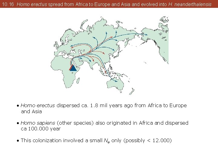 10. 16 Homo erectus spread from Africa to Europe and Asia and evolved into