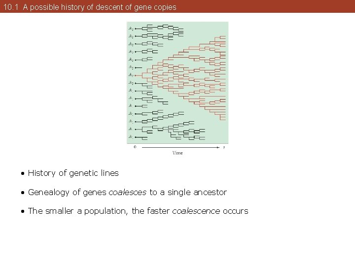 10. 1 A possible history of descent of gene copies • History of genetic