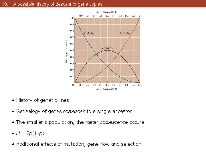 10. 1 A possible history of descent of gene copies • History of genetic