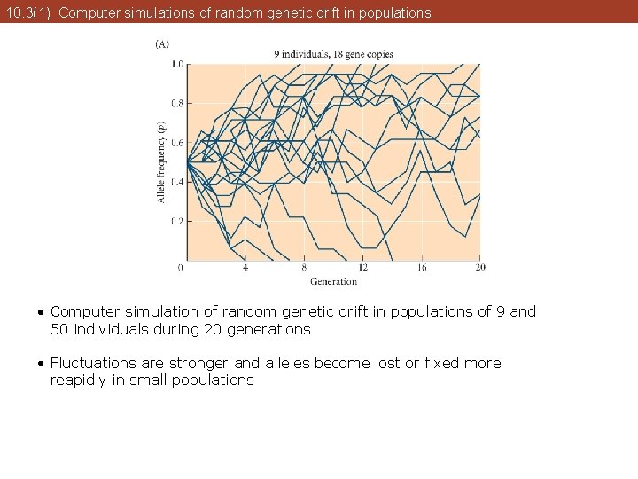 10. 3(1) Computer simulations of random genetic drift in populations • Computer simulation of