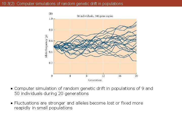 10. 3(2) Computer simulations of random genetic drift in populations • Computer simulation of