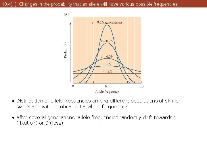 10. 4(1) Changes in the probability that an allele will have various possible frequencies