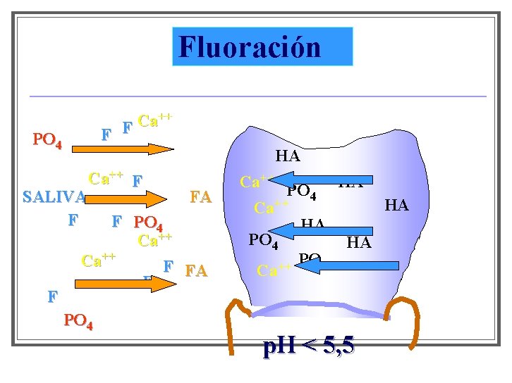 Fluoración ++ Ca F F PO 4 HA SALIVA F F Ca++ F FA