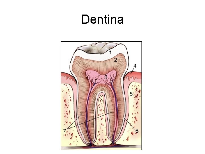 Dentina 