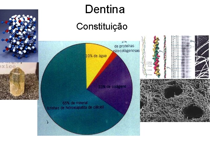 Dentina Constituição 