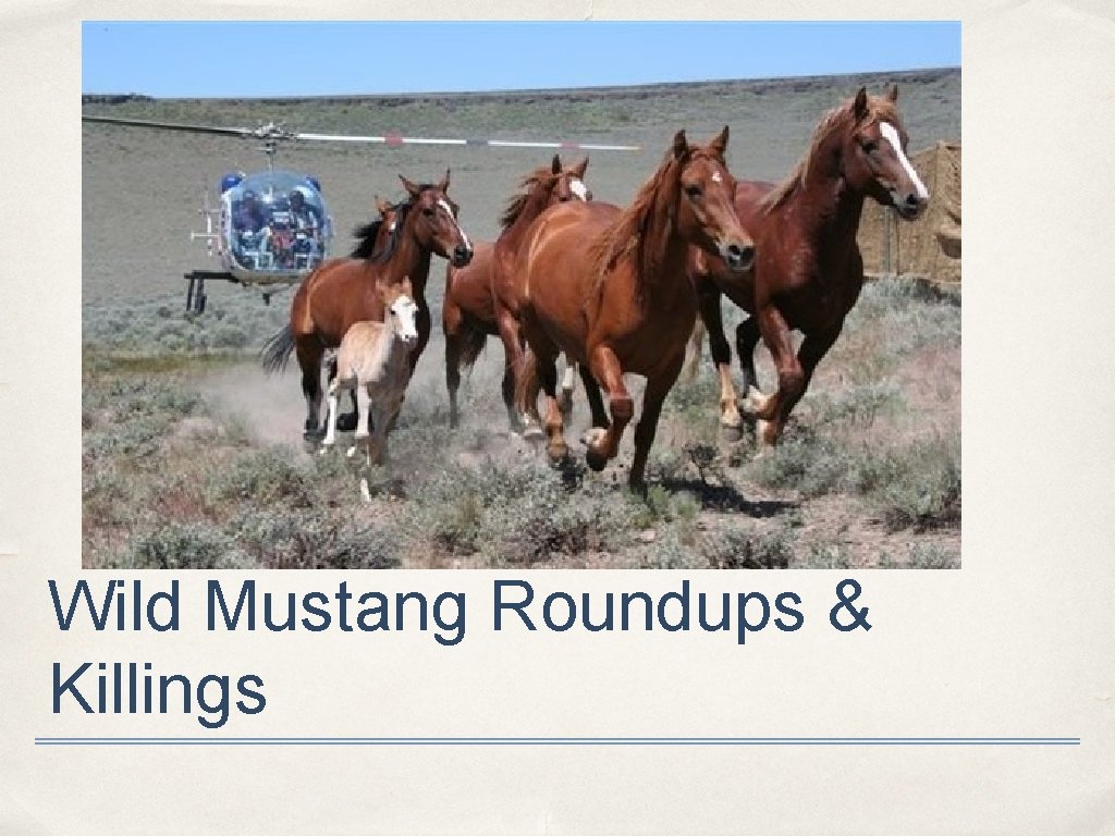 Wild Mustang Roundups & Killings 