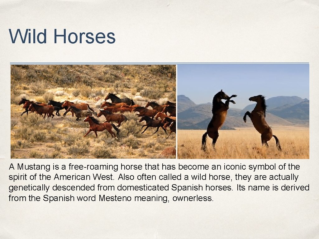 Wild Horses A Mustang is a free-roaming horse that has become an iconic symbol