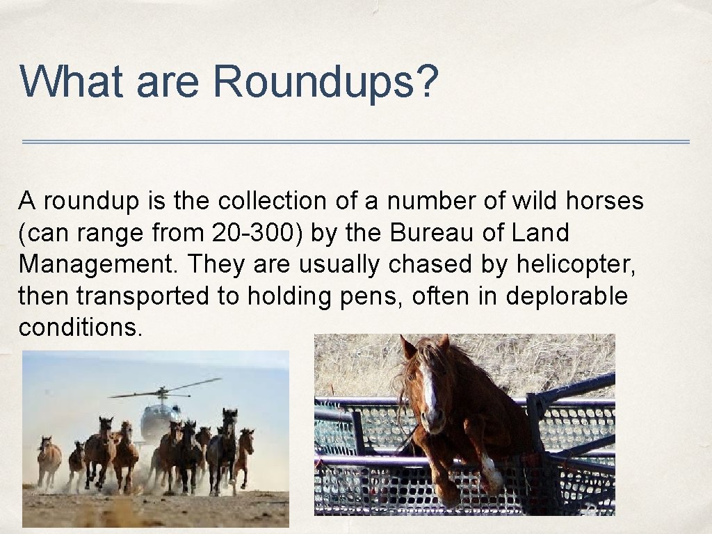 What are Roundups? A roundup is the collection of a number of wild horses