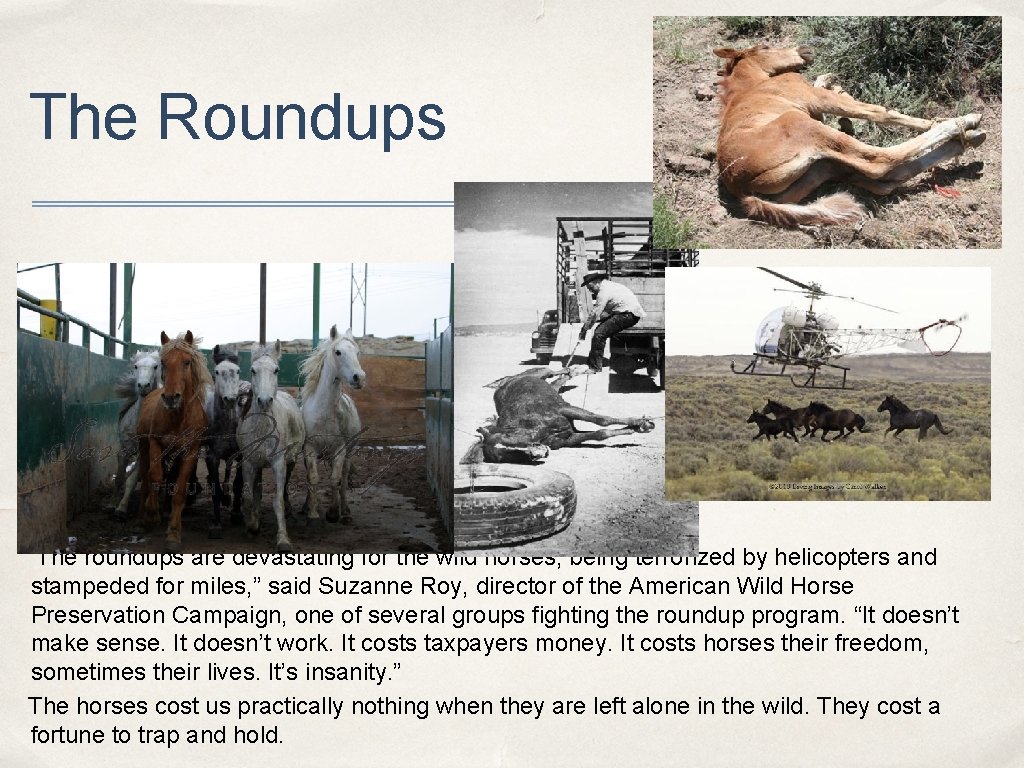 The Roundups “The roundups are devastating for the wild horses, being terrorized by helicopters