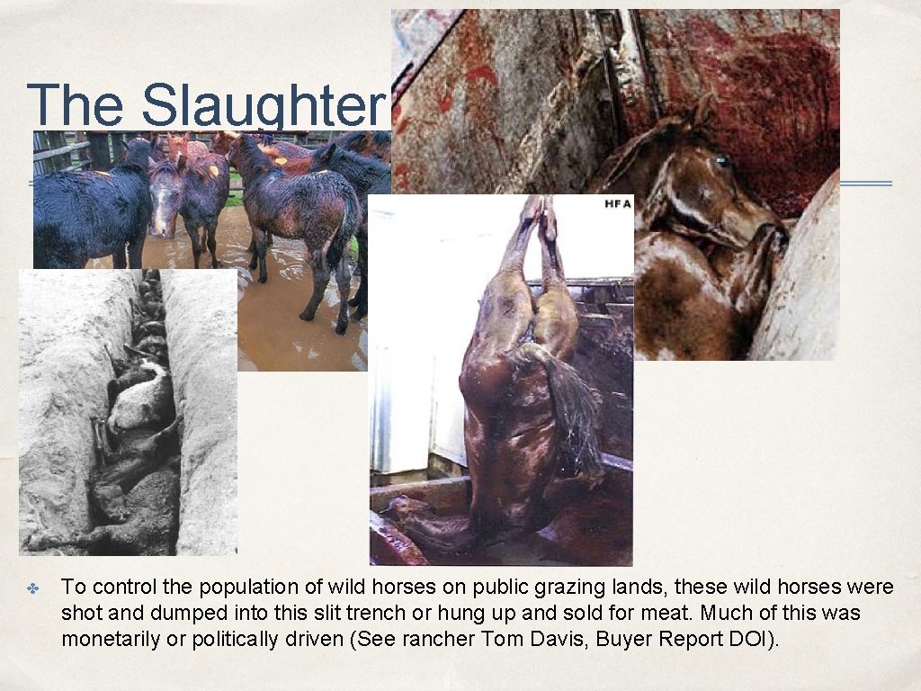 The Slaughter ✤ To control the population of wild horses on public grazing lands,