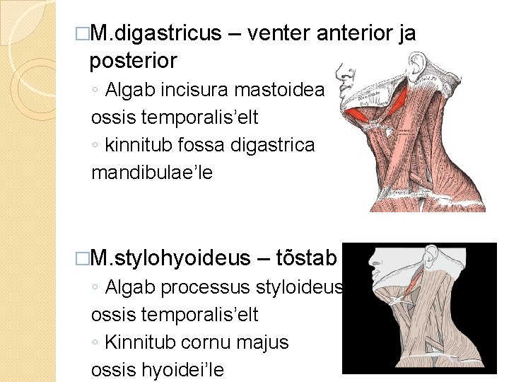 �M. digastricus – venter anterior ja posterior ◦ Algab incisura mastoidea ossis temporalis’elt ◦