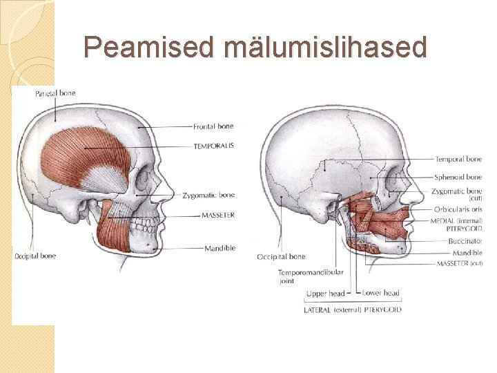 Peamised mälumislihased 