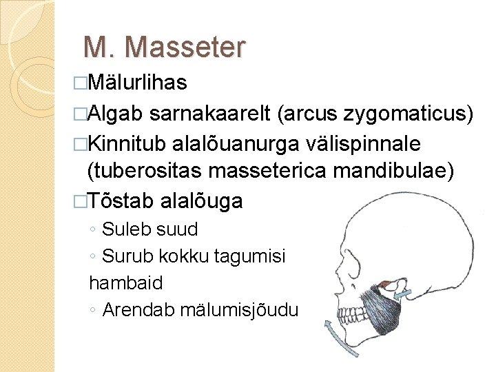 M. Masseter �Mälurlihas �Algab sarnakaarelt (arcus zygomaticus) �Kinnitub alalõuanurga välispinnale (tuberositas masseterica mandibulae) �Tõstab