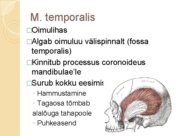M. temporalis �Oimulihas �Algab oimuluu välispinnalt (fossa temporalis) �Kinnitub processus coronoideus mandibulae’le �Surub kokku