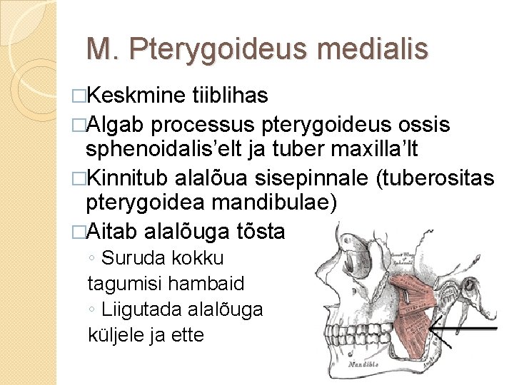 M. Pterygoideus medialis �Keskmine tiiblihas �Algab processus pterygoideus ossis sphenoidalis’elt ja tuber maxilla’lt �Kinnitub