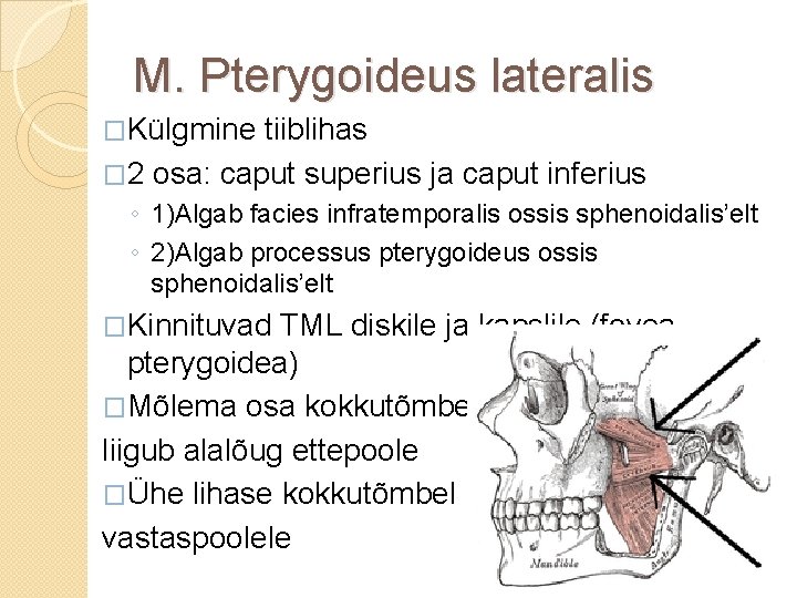 M. Pterygoideus lateralis �Külgmine tiiblihas � 2 osa: caput superius ja caput inferius ◦