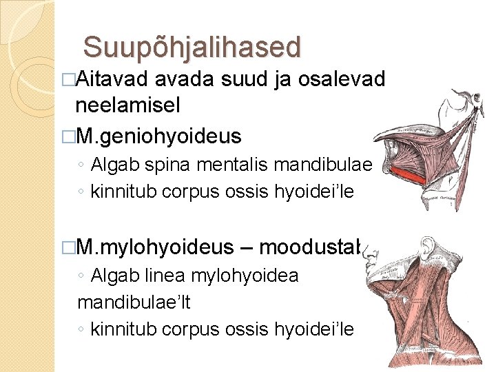 Suupõhjalihased �Aitavada suud ja osalevad neelamisel �M. geniohyoideus ◦ Algab spina mentalis mandibulae’lt ◦