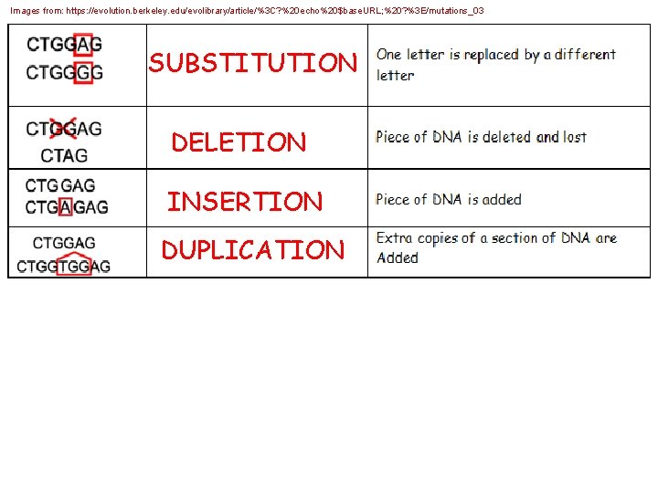 Images from: https: //evolution. berkeley. edu/evolibrary/article/%3 C? %20 echo%20$base. URL; %20? %3 E/mutations_03 SUBSTITUTION Images from: https: //evolution. berkeley. edu/evolibrary/article/%3 C? %20 echo%20$base. URL; %20? %3 E/mutations_03 SUBSTITUTION