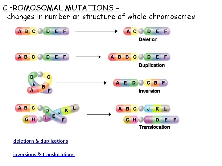 CHROMOSOMAL MUTATIONS – changes in number or structure of whole chromosomes deletions & duplications CHROMOSOMAL MUTATIONS – changes in number or structure of whole chromosomes deletions & duplications