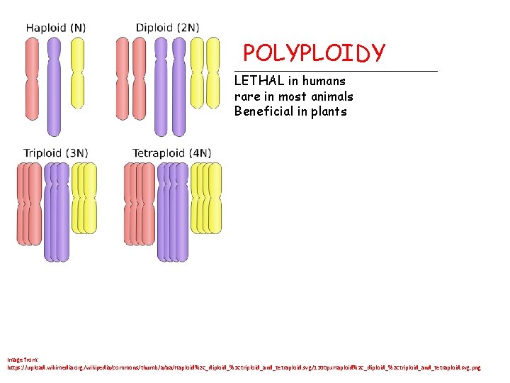 POLYPLOIDY ________________ LETHAL in humans rare in most animals Beneficial in plants Image from: POLYPLOIDY ________________ LETHAL in humans rare in most animals Beneficial in plants Image from: