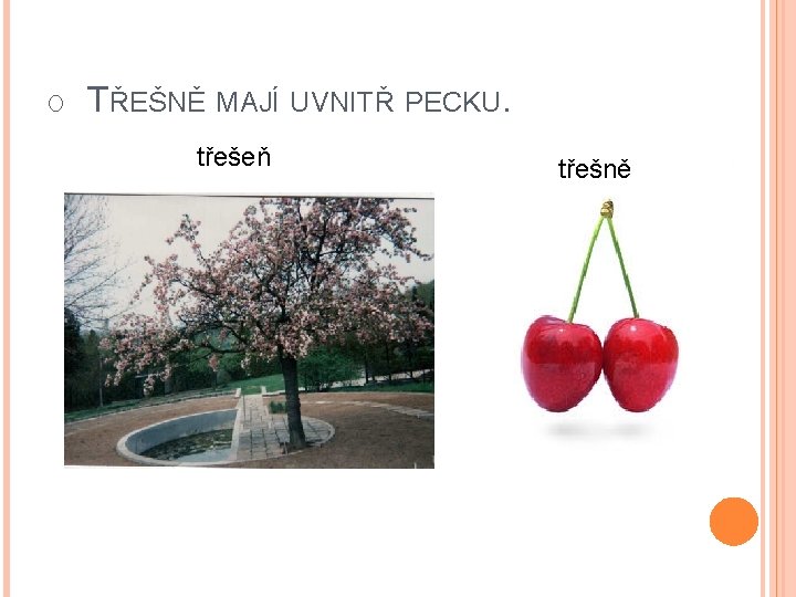 O TŘEŠNĚ MAJÍ UVNITŘ PECKU. třešeň třešně 