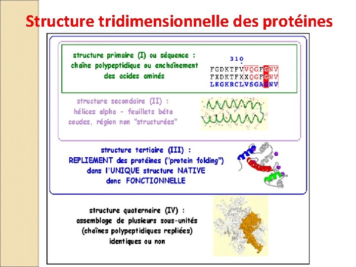 Structure tridimensionnelle des protéines 