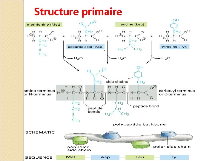 Structure primaire 