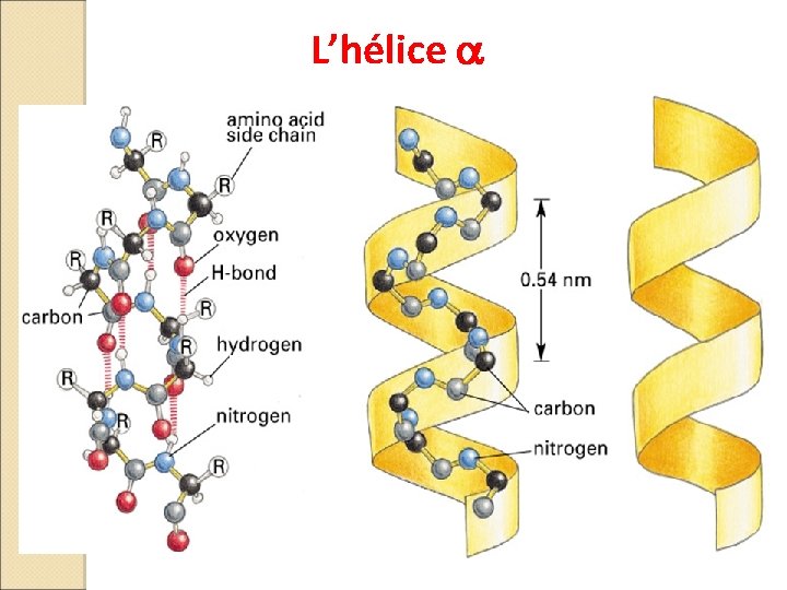 L’hélice a 